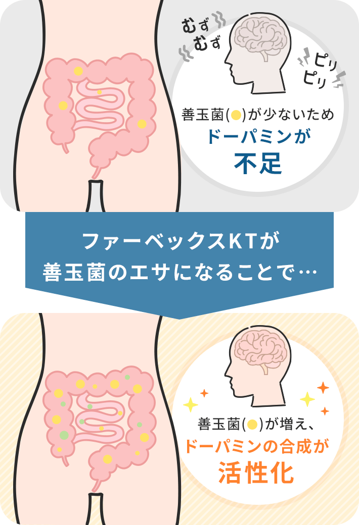 ファーベックスKTが善玉菌のエサになることで…